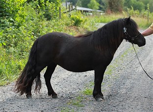 Desdemona af Jäboruder