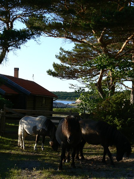 Sommarkollo på Rossö.JPG