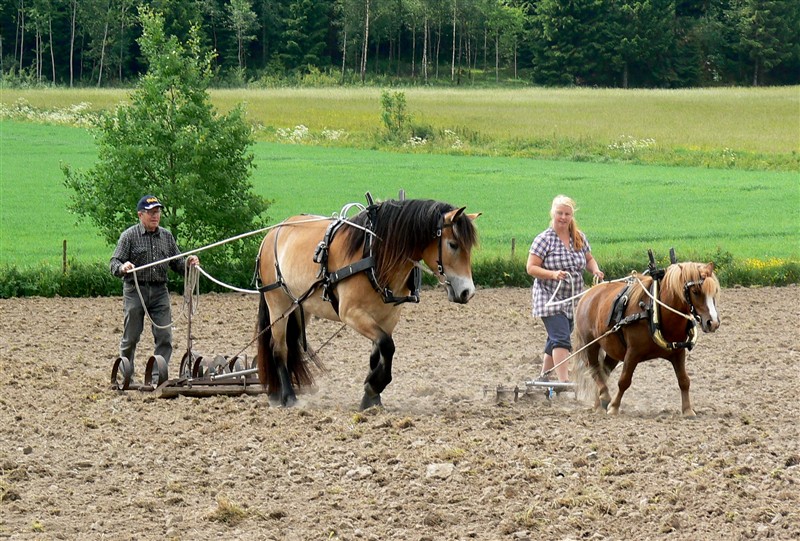 Vårbruksdag 6 juni -14 (2).JPG