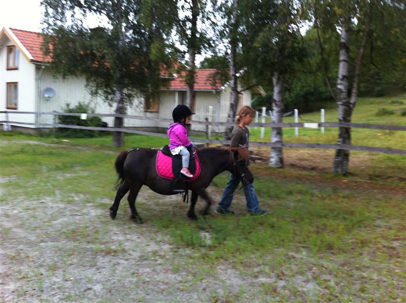 v32.stella på mysan.foto helene nykvist.JPG