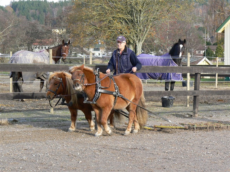 Parkörning P1060877.JPG