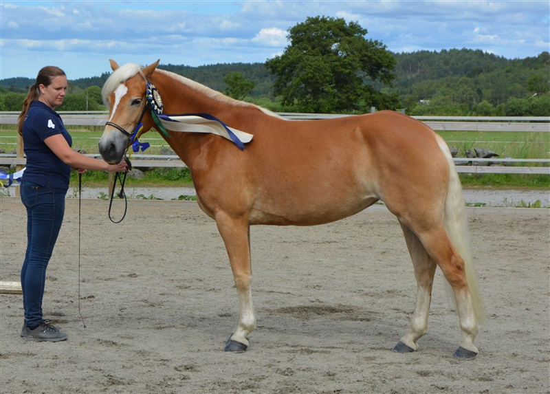 BIS Haflinger  Ravenna von Hafling 594.JPG