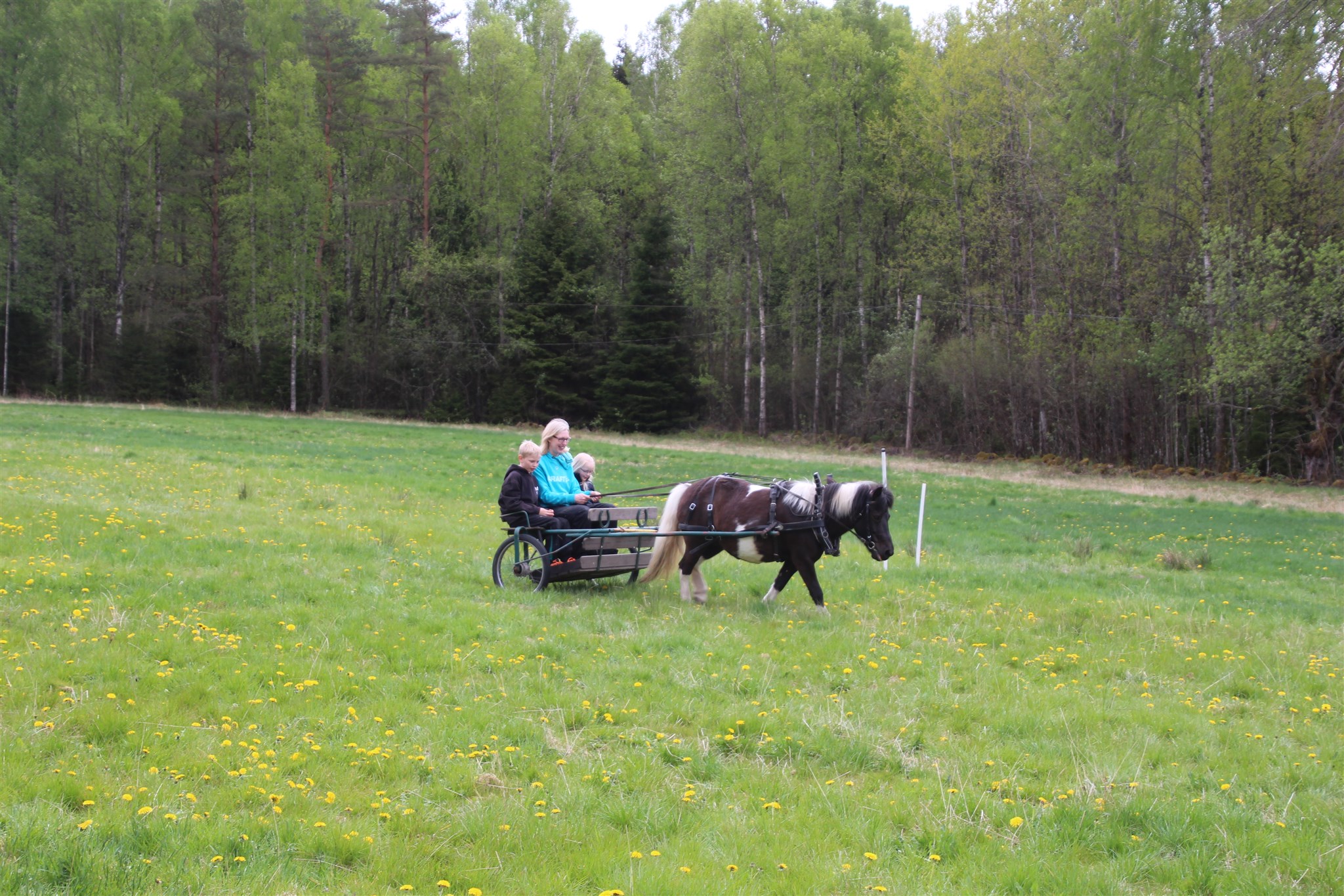 Caramell framför vagn.JPG